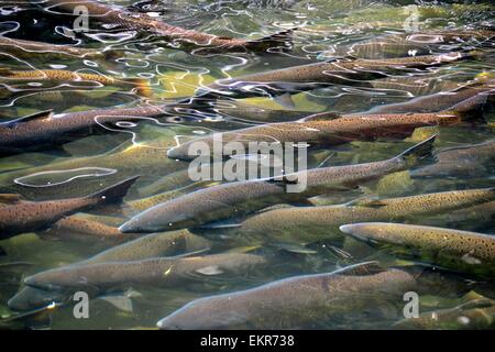 A School Of Coho And Chinook Salmon Swimming In The Skagit River ...