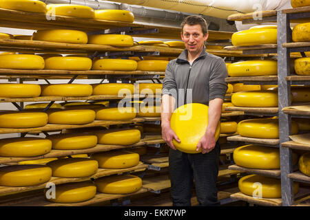 Cheese maker  with regional artisan wheel cheeses aging on shelves in cheese dairy Stock Photo