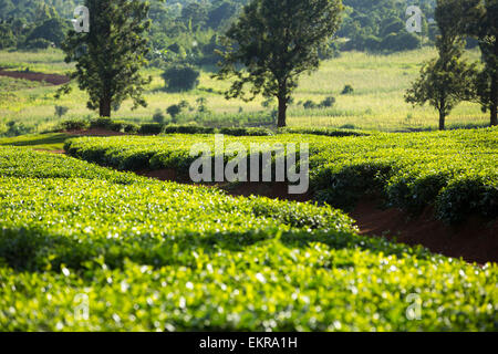 Tea plantations on the lower slopes of mount mulanje in Malawi, Africa. Stock Photo