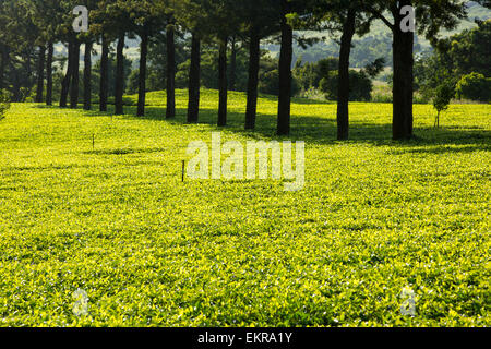 Tea plantations on the lower slopes of mount mulanje in Malawi, Africa. Stock Photo
