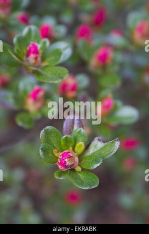 Close up of bright red azalea bush flower buds in early Spring Stock Photo