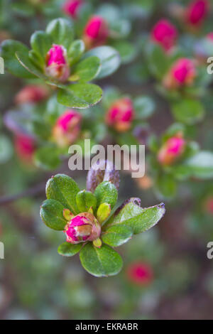 Close up of bright red azalea bush flower buds in early Spring Stock Photo