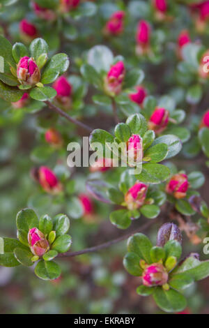 Close up of bright red azalea bush flower buds in early Spring Stock Photo