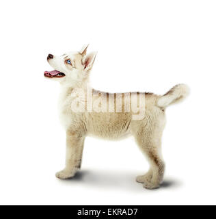 Siberian Husky dog stay on a white background in studio. Puppy age 2 months