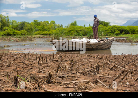 In mid January 2015, a three day period of excessive rain brought unprecedneted floods to the small poor African country of Malawi. It displaced nearly quarter of a million people, devastated 64,000 hectares of alnd, and killed several hundred people. This shot shows a boat ferrying food supplies across flooded farmland near Mulanje, with maize crops destroyed by the floods in the foreground. Stock Photo