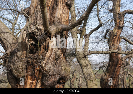 branches of old tree without leaves Stock Photo