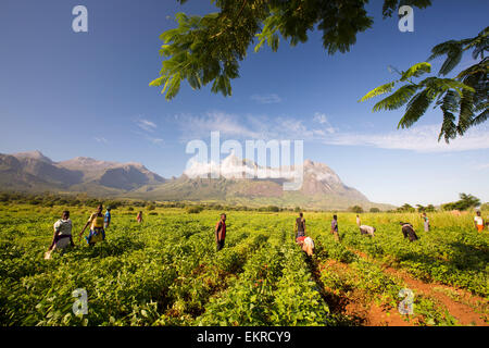 Malawian workers toil in a crop of soay below Mount Mulanje. In this poorest of African countries, many agricultural workers earn less than £1 a day. Stock Photo