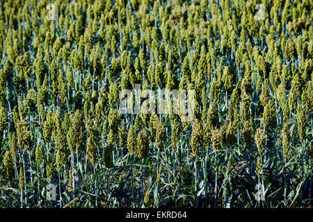 Japanese Barnyard Millet (Echinochloa frumentacea) on a field in the Dordogne, Aquitaine, France, Europe Stock Photo