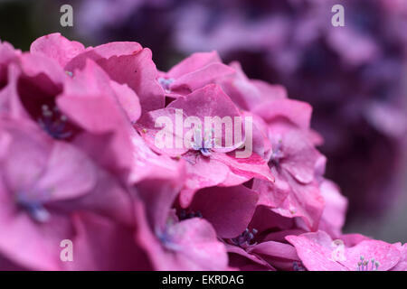 Purple hydrangea blossoms in the rain at Derrynane House, Caherdaniel, Killarney, County Kerry, Ireland Stock Photo