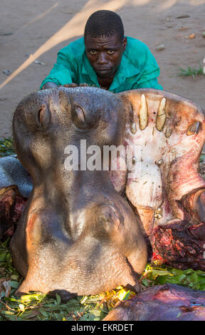 A Malawian man with a butchered Hippo near Chikwawa, Malawi. Stock Photo