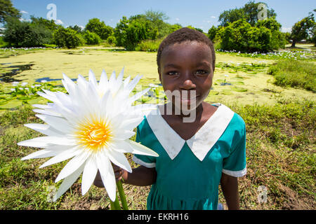 A girl picking Water lillies growing on marshland in the Shire valley near Bangula, Malawi, Africa. Stock Photo