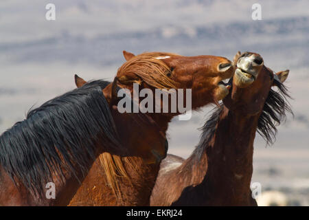 Wild Horses fighting Stock Photo