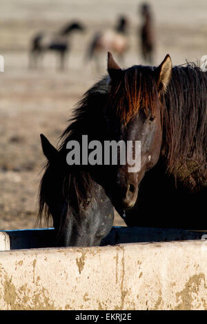 Wild Horses drinking at a man made watering hole Stock Photo