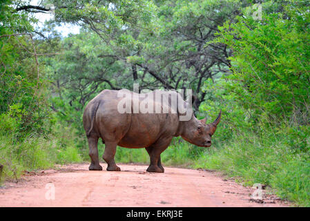 White rhino crossing road in world famous Kruger National Park, Mpumalanga, South Africa. Stock Photo
