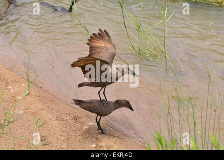 Hamerkop birds trying to mate in world famous Kruger National Park, Mpumalanga, South Africa. Stock Photo