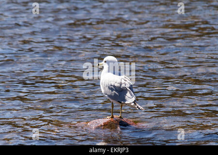 Young Ring Billed Seagull stands on a rock looking out over the water Stock Photo
