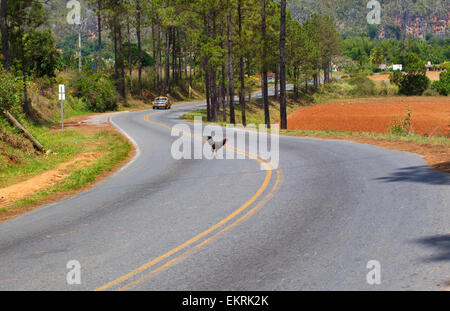 'Why did the chicken cross the road? 'A chicken crossing a road in Vinales,Cuba Stock Photo
