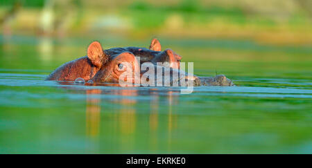 Hippo head and eyes peering over green water in world famous Kruger National Park, Mpumalanga, South Africa. Stock Photo