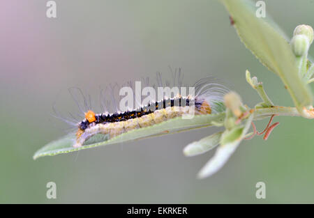 Colourful hairy caterpillar on leaf in Kruger Park, South Africa. Stock Photo