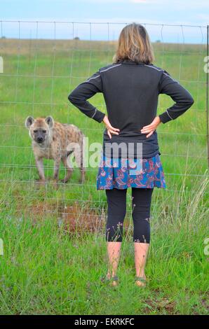 Middle aged European woman staring at captive hyena behind fence in Free State province, South Africa Stock Photo