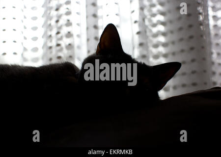 Domestic cat in the home - silhouette of cat ears with sheer curtain behind Stock Photo