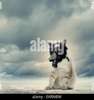 Cat in gas mask Stock Photo