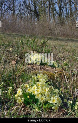 Primrose - Primula vulgaris Growing in woodland clearing Stock Photo
