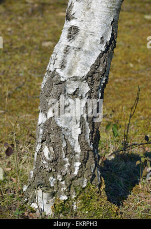 Silver Birch Tree - Betula pendula Trunk & Bark detail Stock Photo