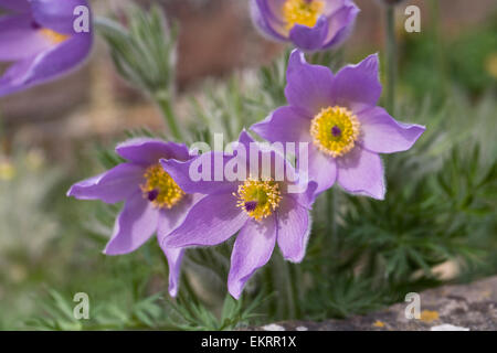 Pulsatilla vulgaris subsp. grandis ‘Budapest Seedling'. Pulsatilla in the rock garden. Stock Photo