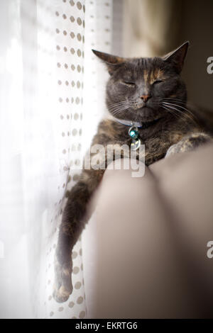 Domestic cat in the home, sleeping on top of the couch near the window Stock Photo