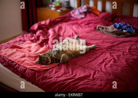 Domestic cat in the home, cat sleeping on bed, full stretch on back, bedroom scene Stock Photo