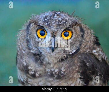 Close-up of a young spotted eagle owl taken in the Free State province in South Africa -- largely agricultural and nature, with not many big cities. Stock Photo