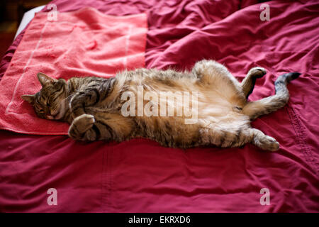 Domestic cat in the home, cat sleeping on bed, full stretch on back Stock Photo