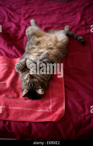Domestic cat in the home, cat sleeping on bed, full stretch on back Stock Photo