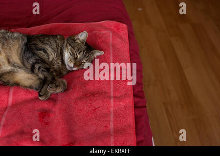 Domestic cat in the home,  cat sleeping on bed Stock Photo