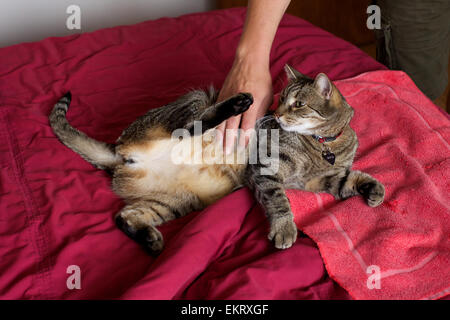 Domestic cat in the home, playing with owner on bed Stock Photo