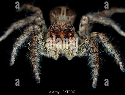 Garden jumping spider also know as tan spider Stock Photo