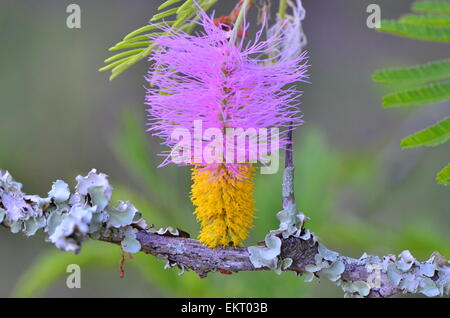 Blossom of Kalahari Sickle Bush with sharp thorns -- rainy Stock Photo