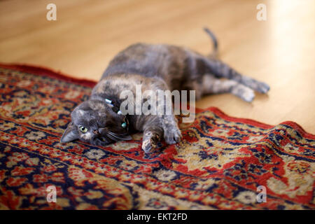 Domestic cat in the home, playing on the rug to get attention Stock Photo