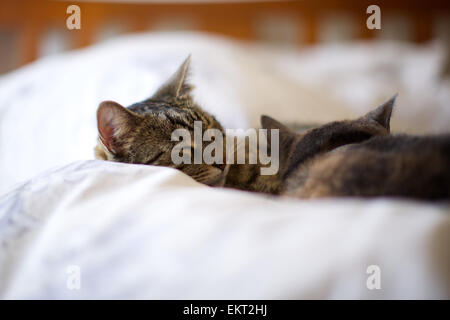Two domestic cats in the home, sleeping together on owner's bed Stock Photo