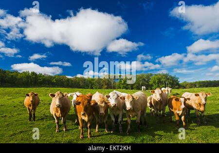 Herd of beef cattle; Tiger Hills, Manitoba, Canada Stock Photo