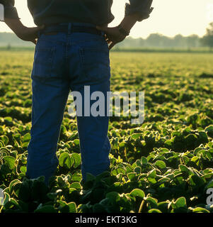 Agriculture - A farmer looks out across his early growth soybean crop at sunrise, inspecting it Stock Photo