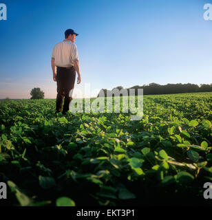 Agriculture - A farmer looks out across his early growth soybean crop, inspecting it Stock Photo