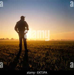 Agriculture - A farmer looks out across his early growth wheat field at sunset / Ontario, Canada. Stock Photo