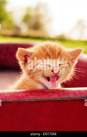 Kitten mewing in red wagon Stock Photo