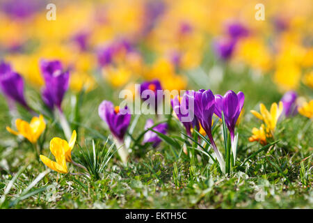 Purple and yellow crocuses macro on meadow, spring season in Poland, Europe Stock Photo
