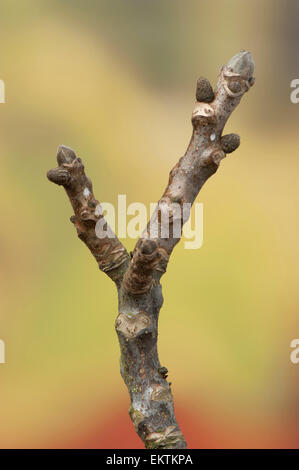 Knospe,Bud,Trieb,Triebspitze,Shoot,Young Shoot,Bluete,Blossom,Bloom,Juglans regia,Walnuss,Persian Walnut Stock Photo