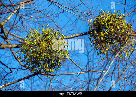 Mistletoe Viscum album growing on a tree, treetop Stock Photo