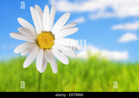 White daisies on blue sky and green grass background Stock Photo - Alamy