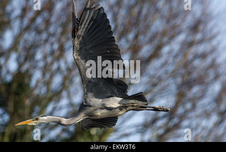 Adult Grey Heron in low level flight Stock Photo